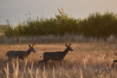 Buck deer at dawn Ladd Marsh ODFW
