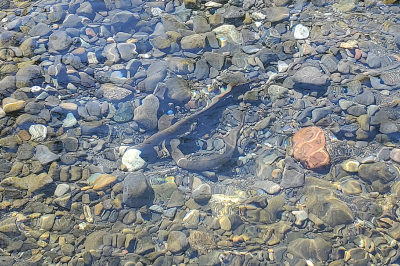 2021_pacific_lamprey_spawning_hunter_creek_andrew_wells