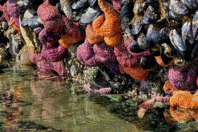 1792b_img_tidepool_Cannonbeach_092605_PaulaJohnson