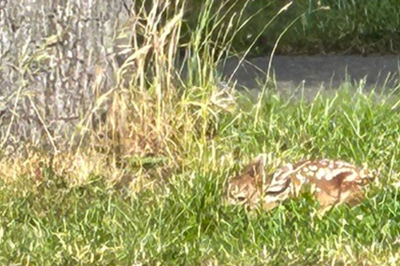 Neighbors made sure to leave this Corvallis fawn alone and the doe returned that evening_2026_hero.jpg
