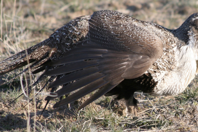 sagegrouse_male_lookout_mt_myatt_Photo by Nick Myatt