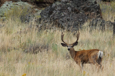 Nick Myatt Mule Deer 2011