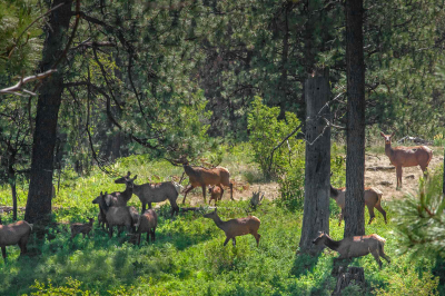 cow elk and calfs in pine forest Minam uplands _MG_9184