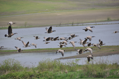Canada geese