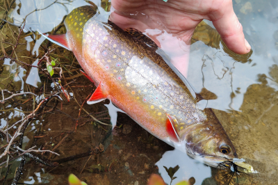 Trout, photo by Kayla Sulak 