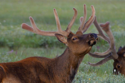 elk
