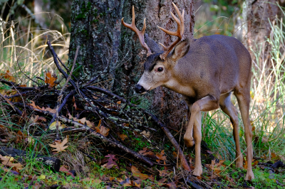 667_wlv_6980_Eugene_blacktail_deer