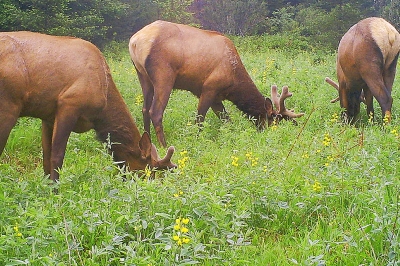 Elk in the Santiam Unit