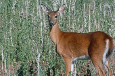 a Columbia white-tailed doe looks toward the camera