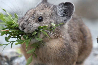 A pika with huckleberry branches in its mouth stands amongst large gray rocks