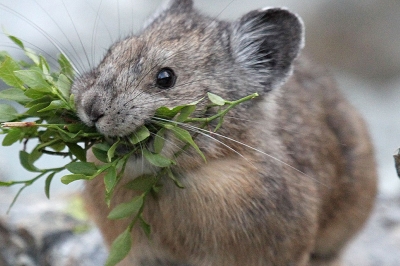 A pika with huckleberry branches in its mouth stands amongst large gray rocks 