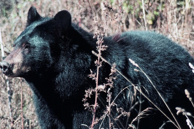 A black bear walks through tall brush.