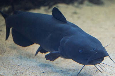 Black Bullhead Oregon Department Of Fish Wildlife