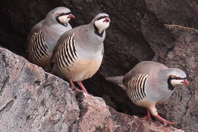 california native game birds california native game birds
