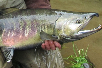 Chum Salmon Oregon Department Of Fish Wildlife Chum salmon, scientific name oncorhynchus keta is a fish belonging to the species of anadromous under the salmon family. chum salmon oregon department of fish