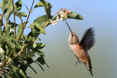a hummingbird drinks from a flower