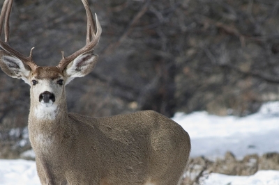 Mule deer buck in the North Sumpter Unit
