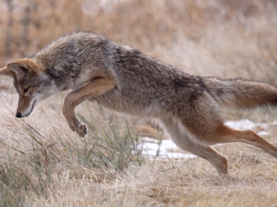 Leaping coyote