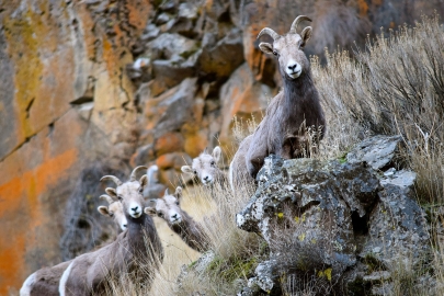 Five bighorn ewes stand among rocks and look into camera