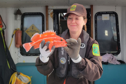 An ODFW staffer holds a Yelloweye rockfish