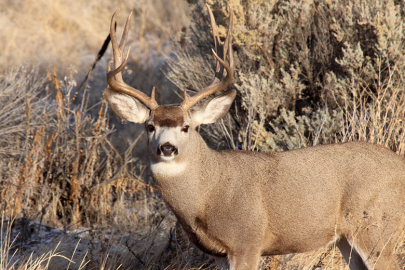 mule_deer_buck_2_ganskopp