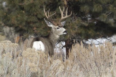 Nick MyattMule Deer Elkhorn