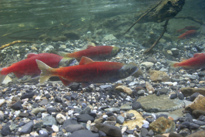Spawning Kokanee