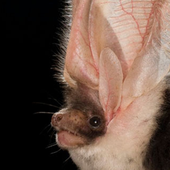 Copyright by Michael Durham Spotted bat