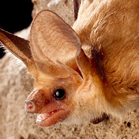 Pallid bat