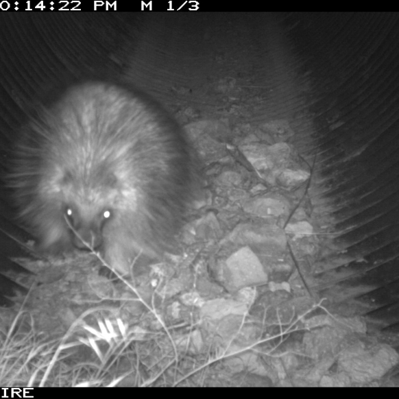 Porcupine 2025 ODFW Photo