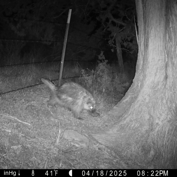 Porcupines 2025 ODFW Photo 6
