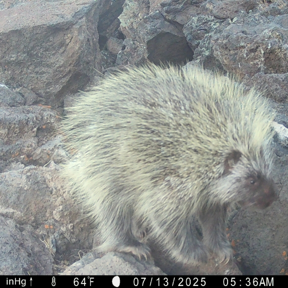 Photo of a porcupine in 2025 at the Crooked River Grasslands in Oregon, ODFW Photo