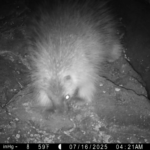 Porcupine 2025 ODFW Photo 7