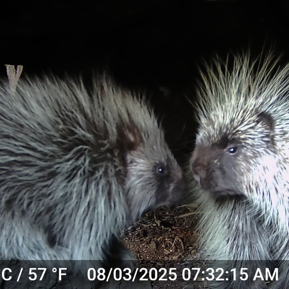 Porcupine 2025 ODFW Photo 11