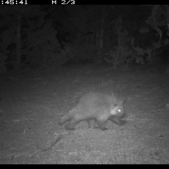 Porcupine 2025 ODFW Photo 13