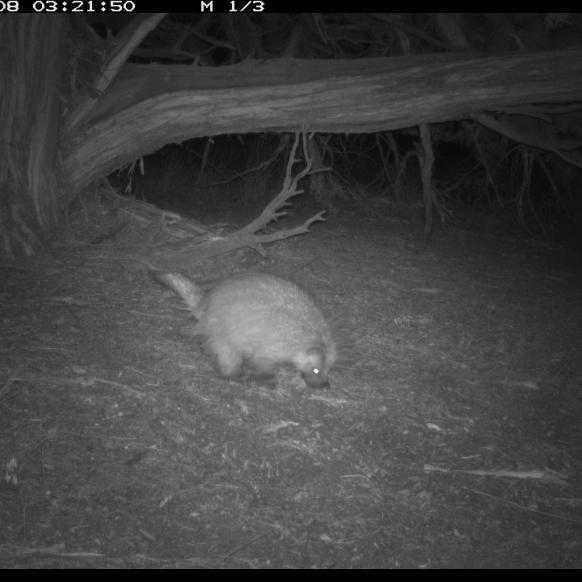 Porcupine 2025 ODFW Photo