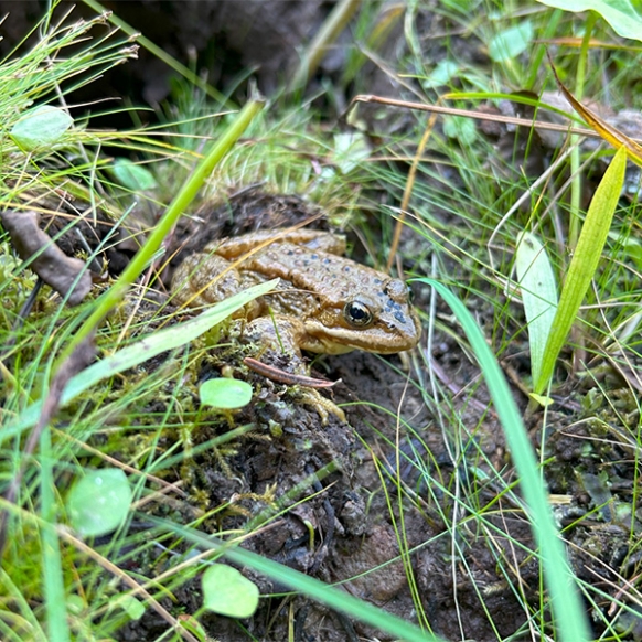 Cascade Frog_whaleback wet meadow_Sept 2024b.JPG