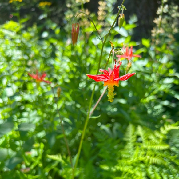 ColumbineWildflower_Whaleback_IMG_1544.jpg