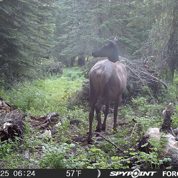 Cow Elk_Whaleback Mt 2025.JPG