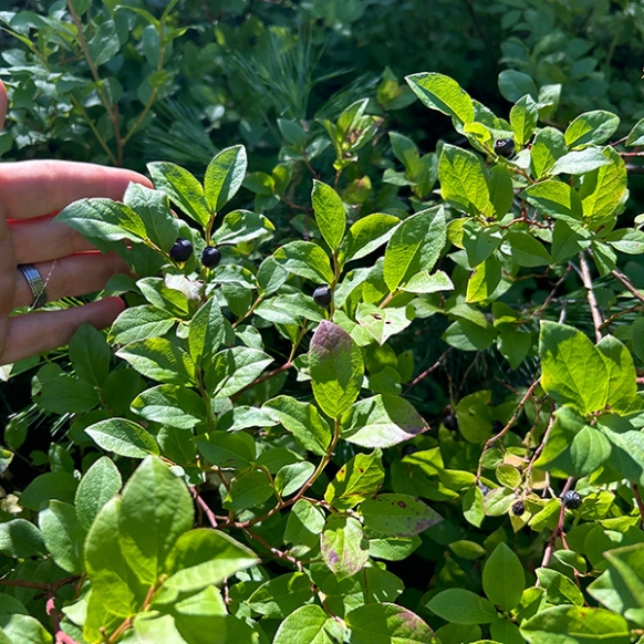 Huckleberry_Whalebackept 2024.JPG