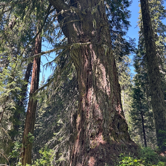 Massive Doug Fir 27 foot circumference_whaleback_1.JPG