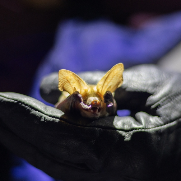 Bat captured for research