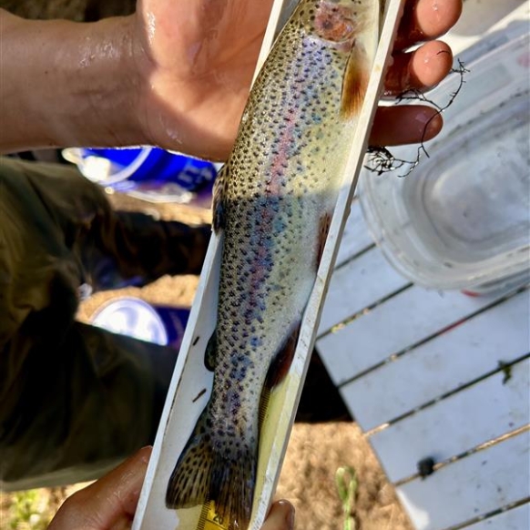 Coldwater project fish metrics