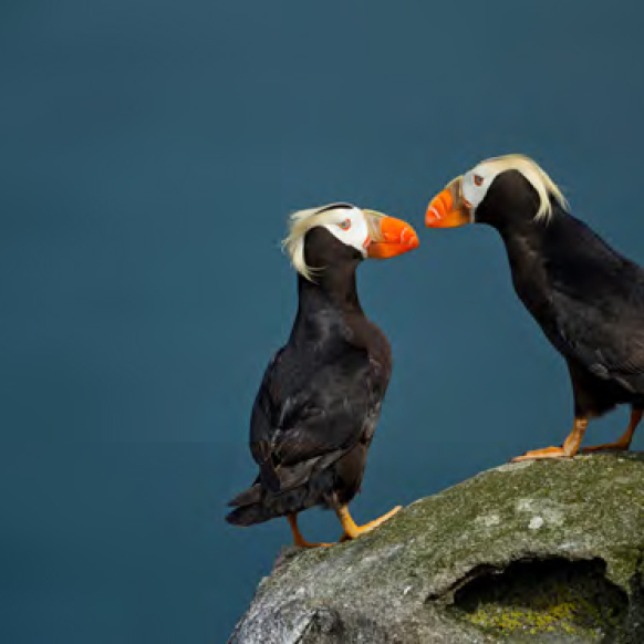 Tufted Puffins