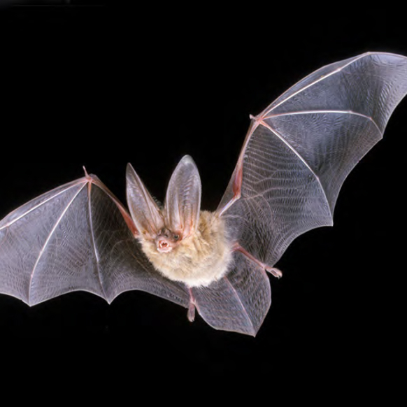 Townsend's Big-eared bat