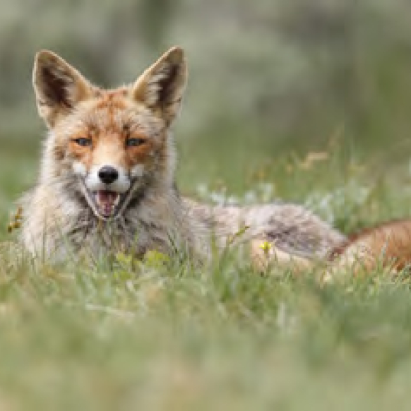 Sierra Nevada Red Fox