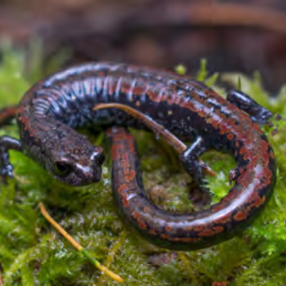 Oregon Slender Salamander
