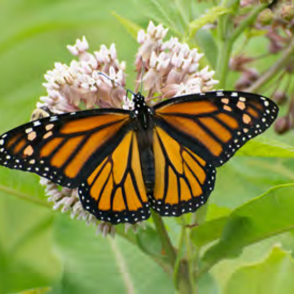 Monarch Butterfly