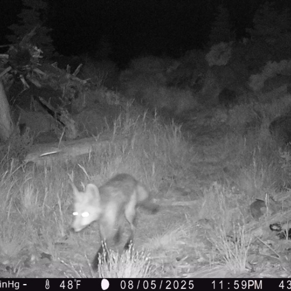 Sierra Nevada Red Fox