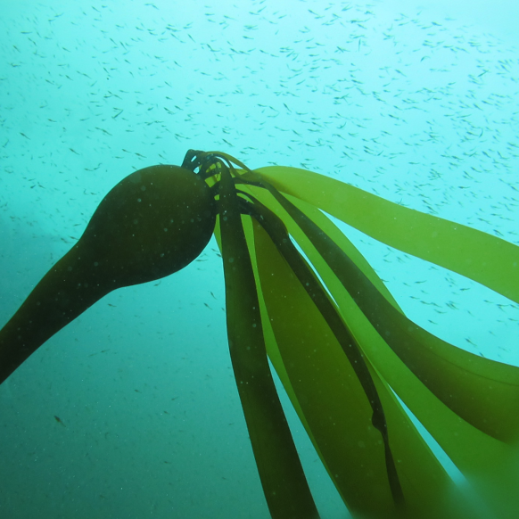 Bull Kelp